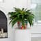 3.5ft Artificial Double Boston Fern in Handmade Mexican Talavera Ceramic Planter